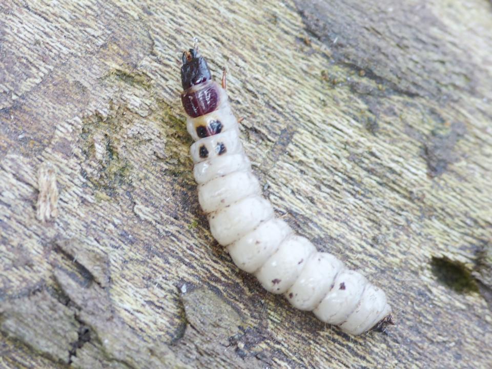 Trogositidae: larva di Temnochila? Tanasimus?  cfr. Temnochila sp.